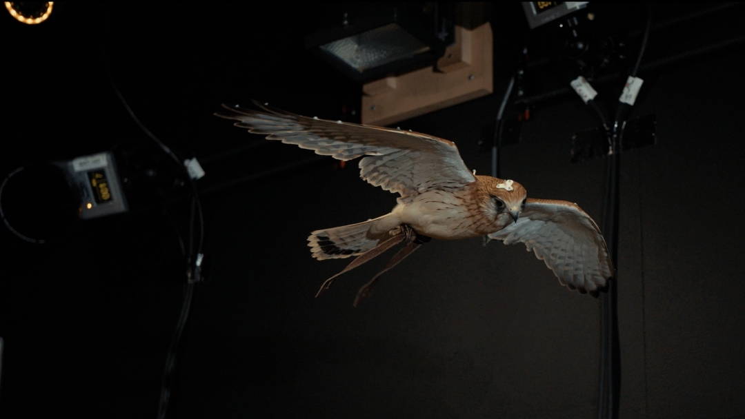 Biomechanics Meets Aviation: A Nature-Inspired Leap in UAV Development