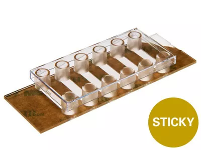 µ-Dish 35 mm, high Glass Bottom