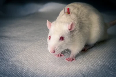 Using the Right Tools for Rodent Catheterization - From the Instech Blog