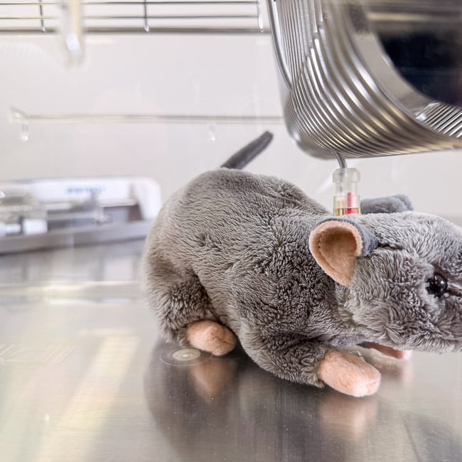 VAB rat cage tether setup