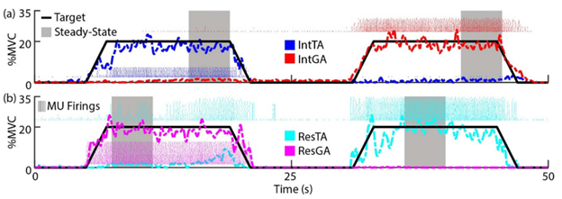 Lower Limb Prosthetics - Motor Unit Analysis