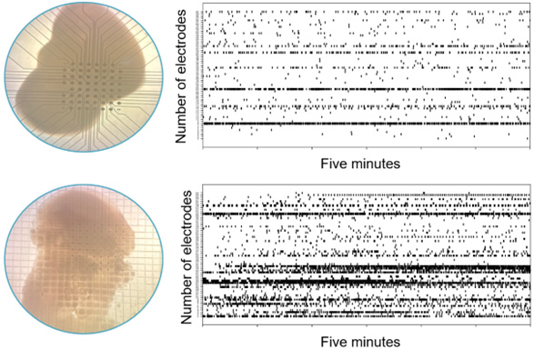 Why Use Mesh MEA Instead of Planar MEA for Organoid Work?