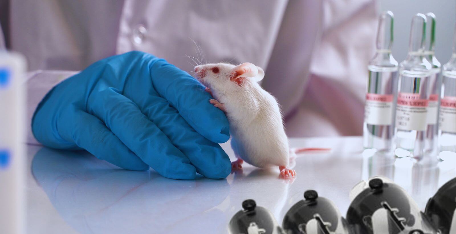 Tail-Cuff Blood Pressure in Mice and Rats: Do It Right So Your Data Hold Up