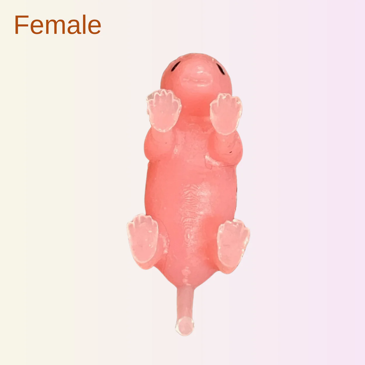 Humaneway Neonatal Mouse Simulator - Female pup model