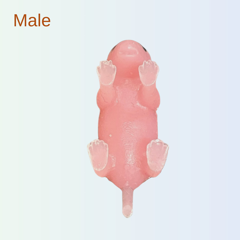Humaneway Neonatal Mouse Simulator - Male pup model