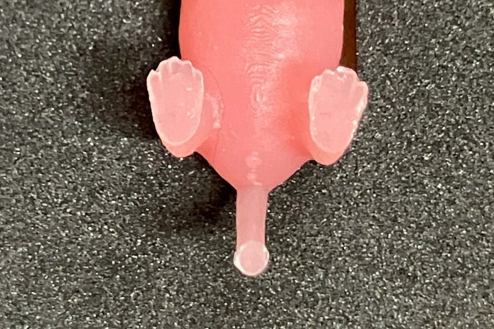 Humaneway Neonatal Mouse Simulator - Female anatomical detail close-up