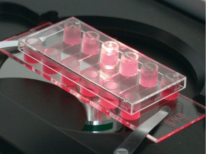 ibidi µ-Slide VI 0.4 – in use