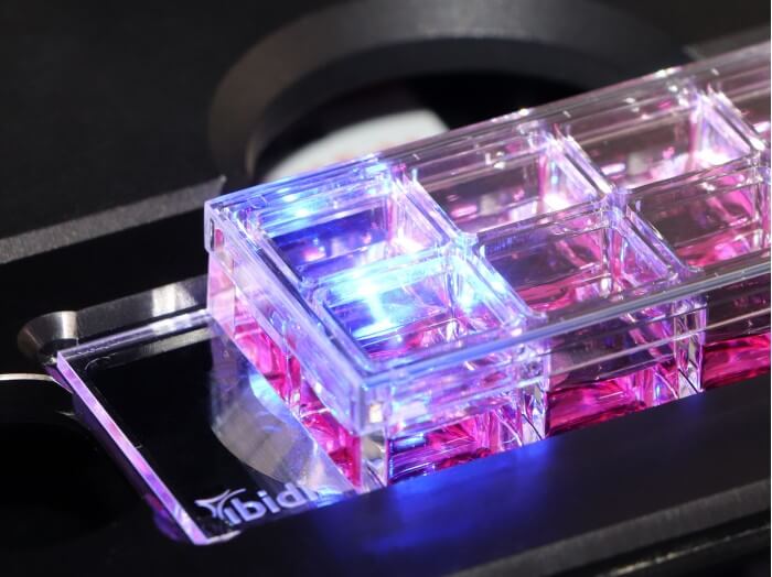 µ-Slide 8 Well high in use - fluorescence imaging