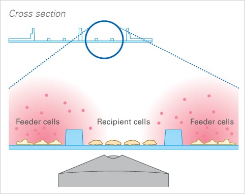 µ-Slide 2 Well Co-Culture – cross section with conditioned medium