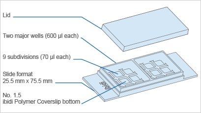 µ-Slide 2 Well Co-Culture – technical drawing