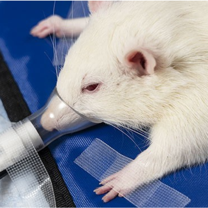Rat with low-profile anesthesia facemask