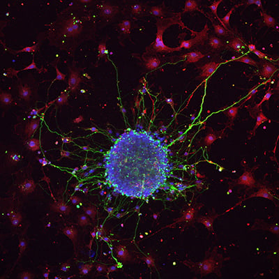 In Vitro Models of the Nervous System