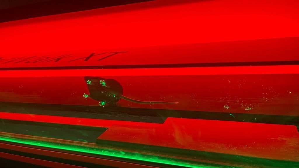 Mouse on CatWalk XT footprints illuminated