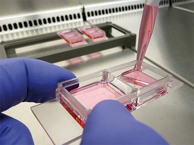 Cells behaving differently in a biological experiment