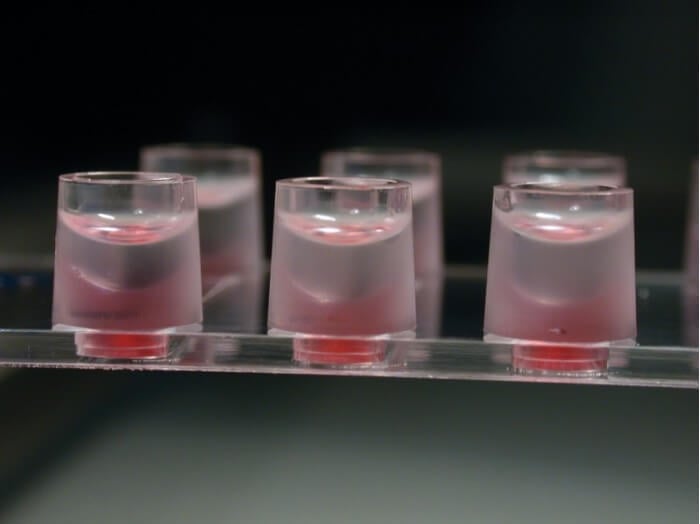 Anti-evaporation oil layered over culture medium