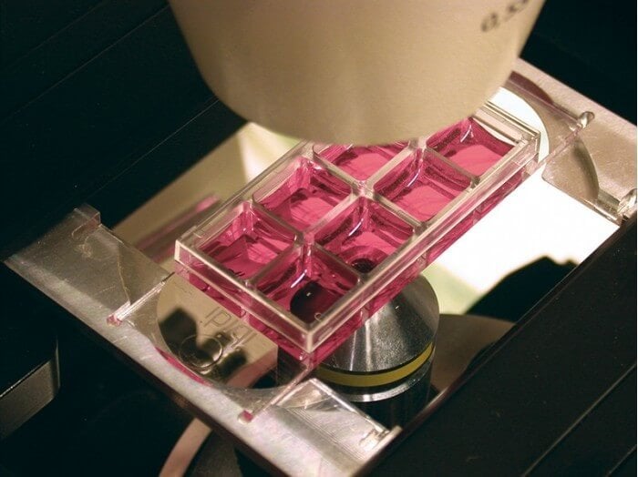 ibidi µ-Slide 8 Well in use during pipetting