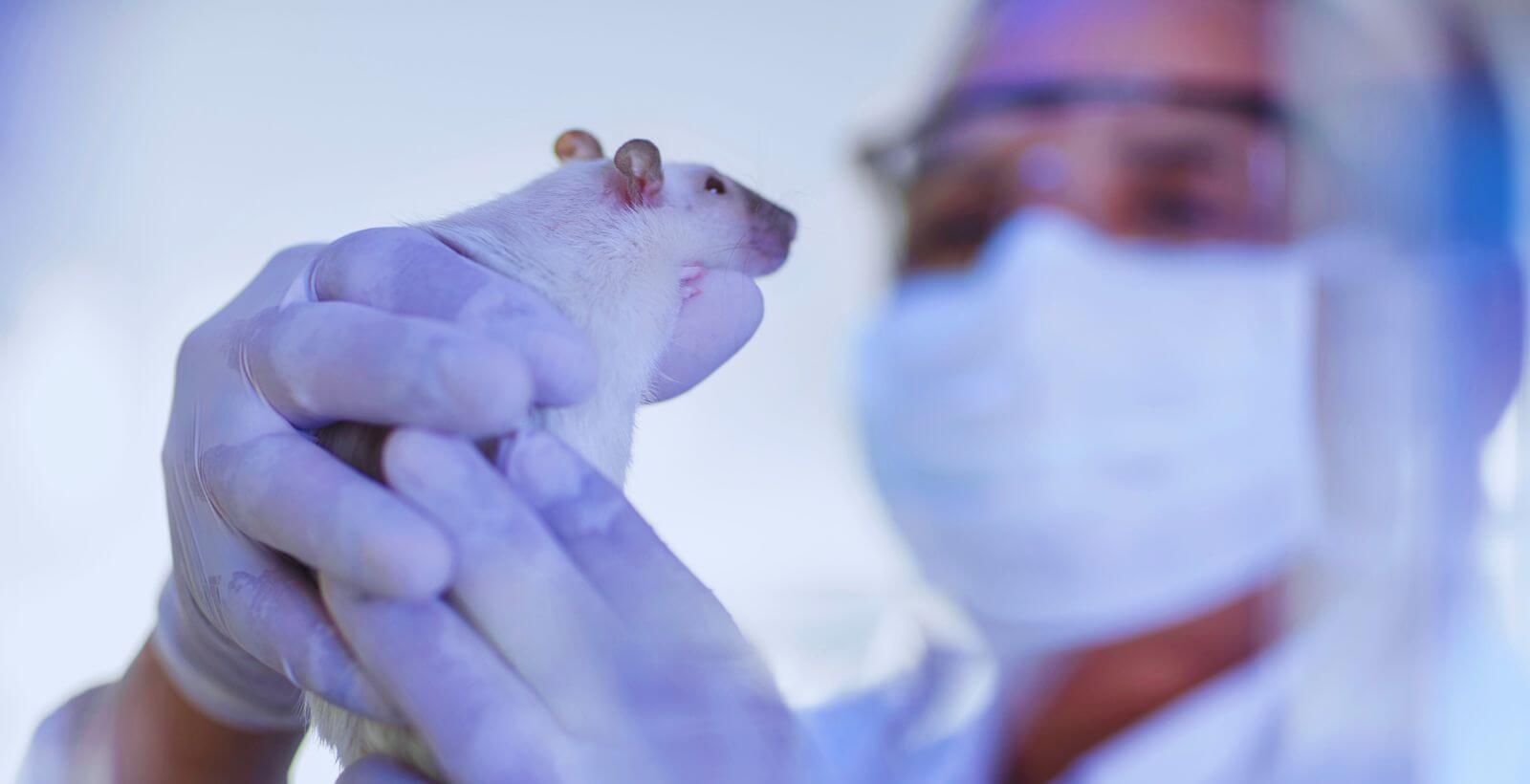 When the Mouse Gets Cold: Anesthesia-Induced Hypothermia and How to Prevent It