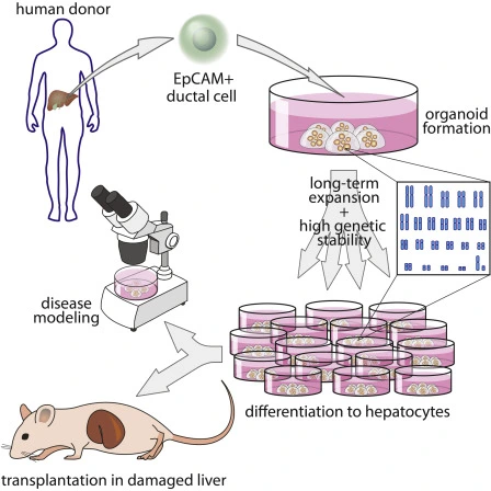Graphical abstract summarising organoid derivation and applications