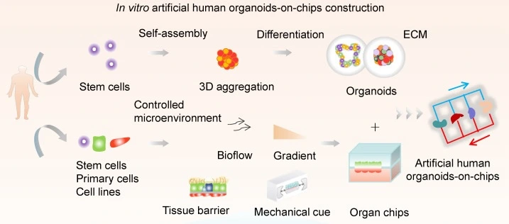 Schematic of organoids integrated into microfluidic chip platforms