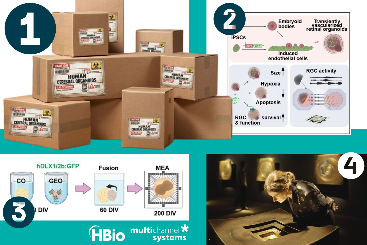 Beyond the Petri Dish: Four Organoid MEA Studies Worth Reading