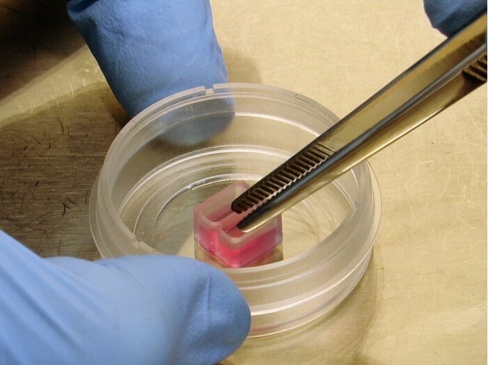 Culture-Insert 2 Well silicone insert with two wells
