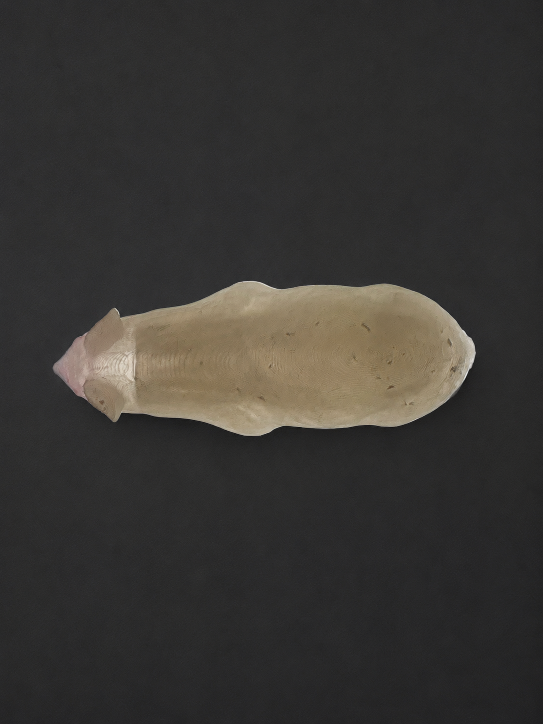 Transparent skin version of the Humaneway LaboPal mouse simulator with internal organs visible