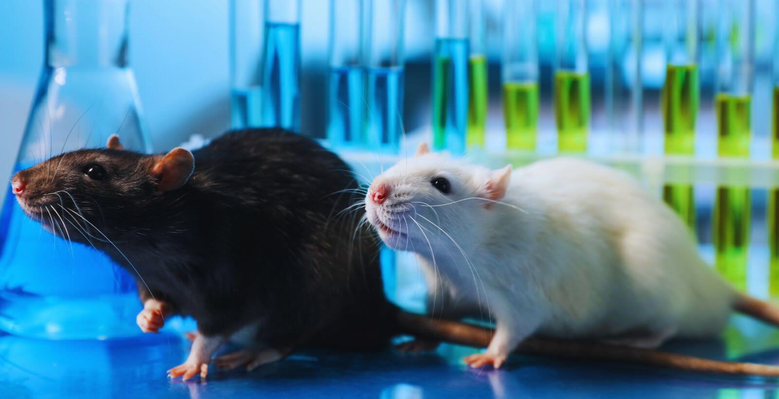 Know Your Curves: Mouse & Rat Anesthesia Depth, Oxygen Strategy, and the Hemoglobin Curve