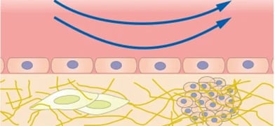 From Petri Dish to Organ-on-Chip