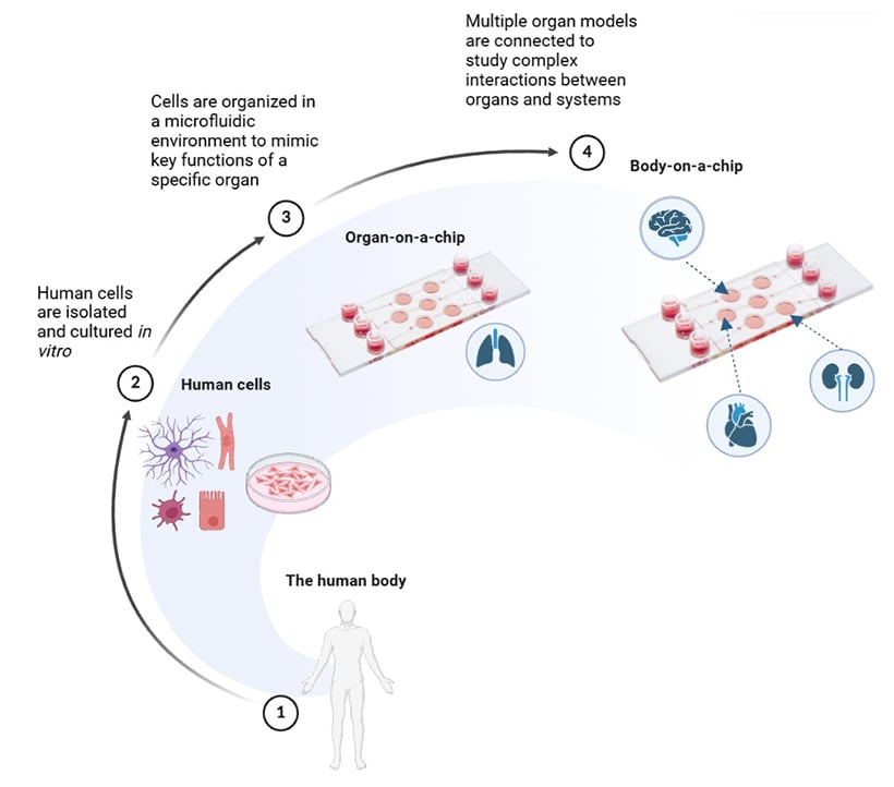 From human physiology to organ-on-chip and body-on-chip models