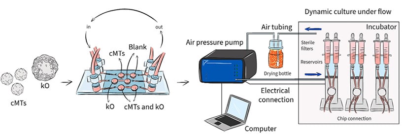 Connecting cardiac and kidney tissues under controlled flow