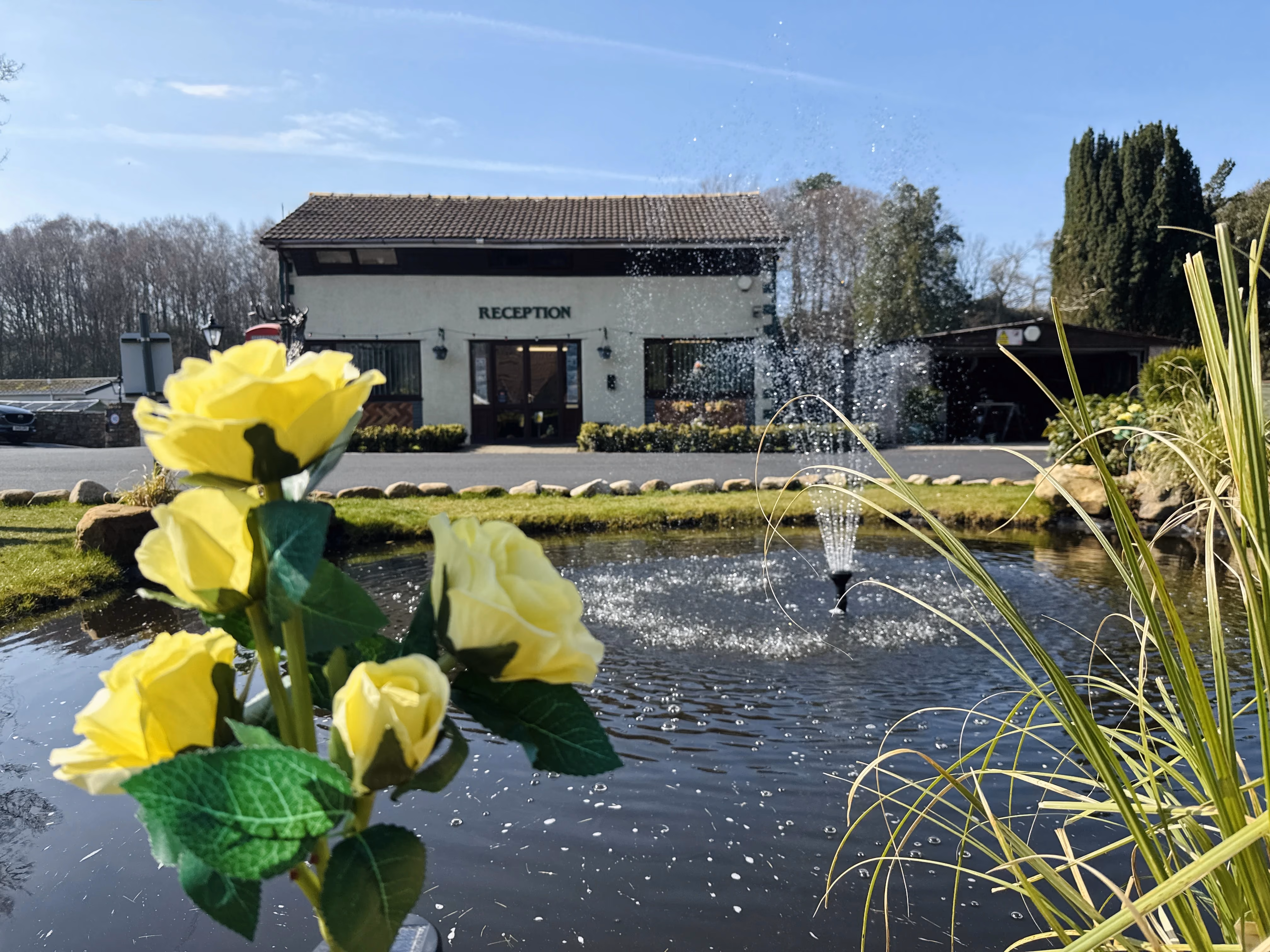 Yellow roses by pond with fountain in front of reception building