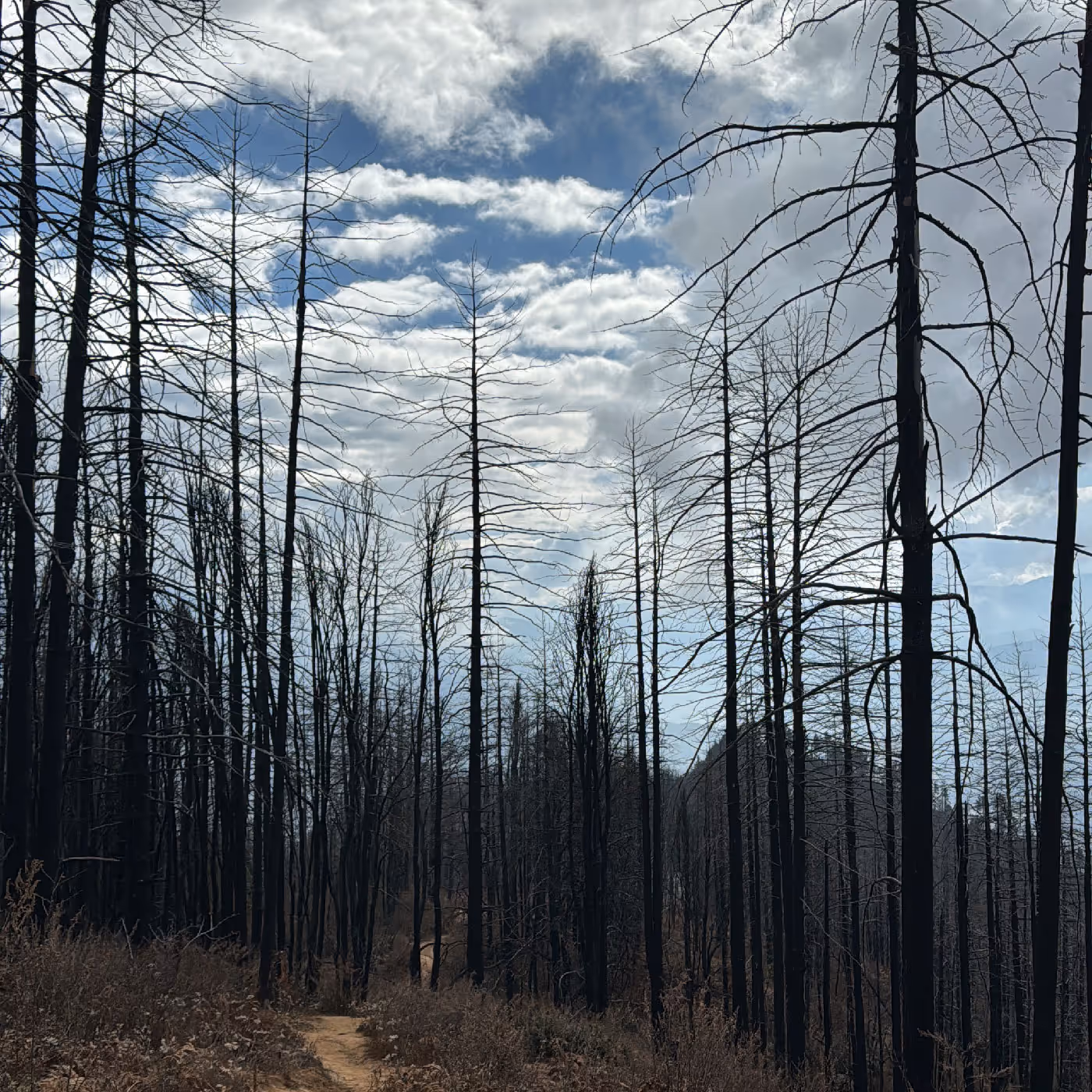 A quiet trekking trail winds through a hauntingly beautiful forest of tall, charred trees under a partly cloudy sky, revealing the raw textures of nature on the Bumdra route.