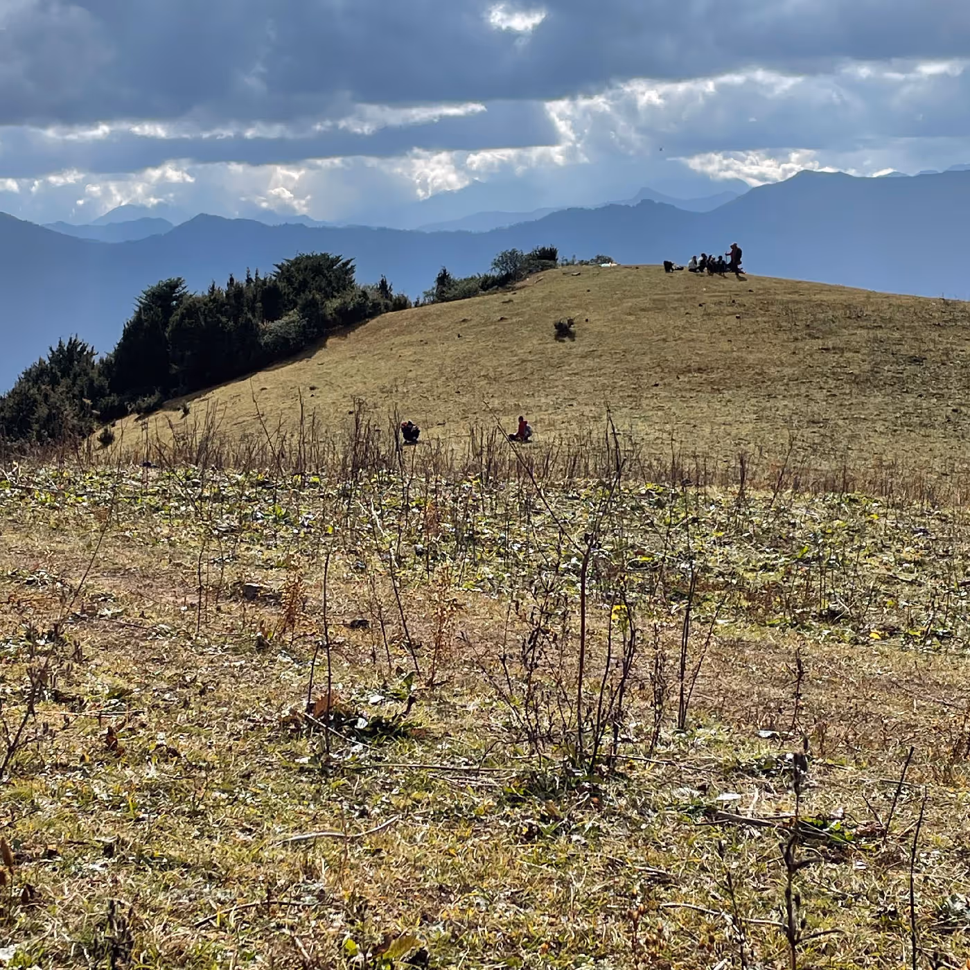Wide view of trekkers scattered along a golden hilltop under dramatic skies during a scenic section of the Bumdra trek.
