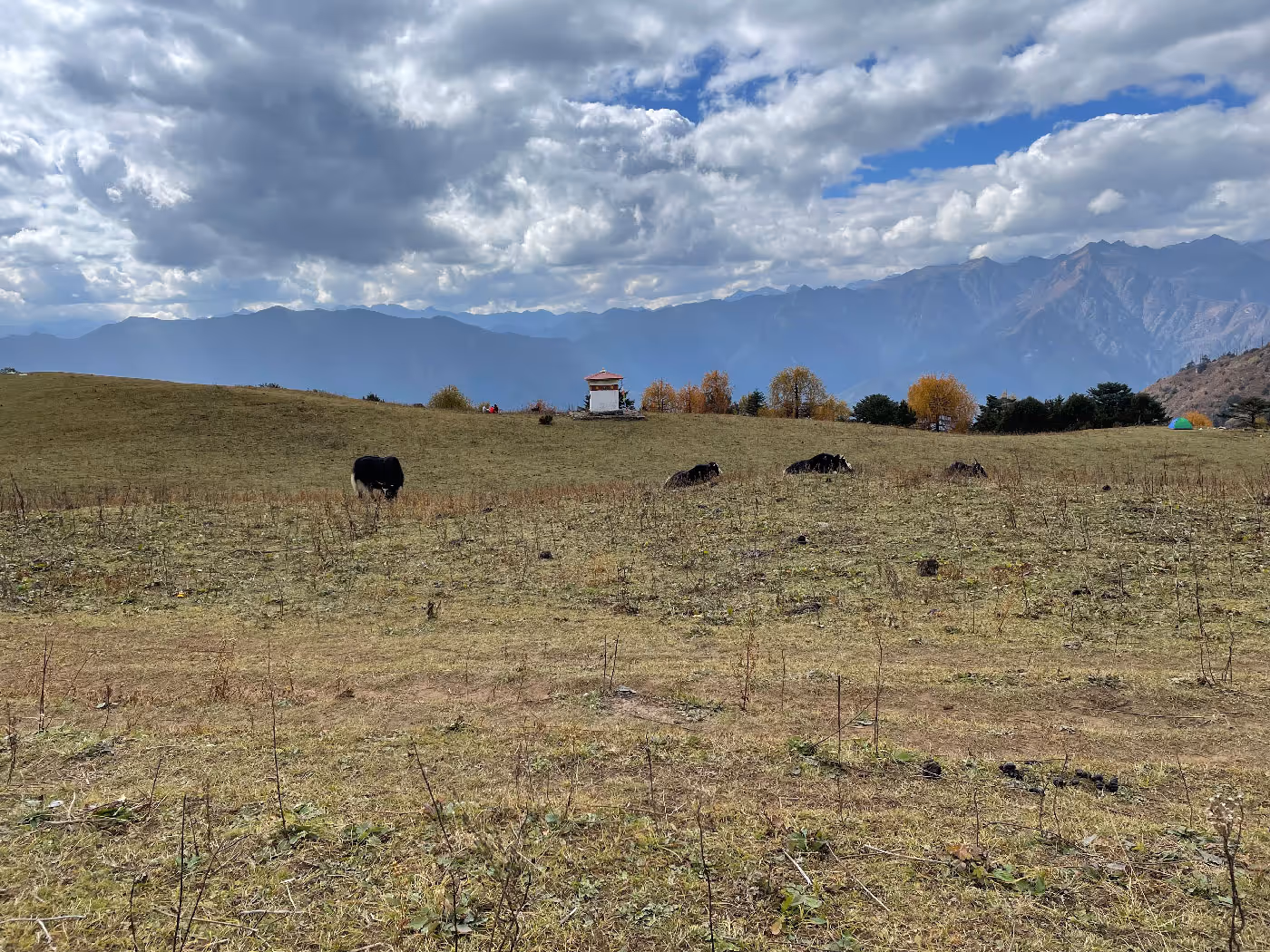 A peaceful meadow near Bumdra campsite with grazing yaks, a white chorten, and the distant backdrop of autumn-colored trees and Himalayan peaks.