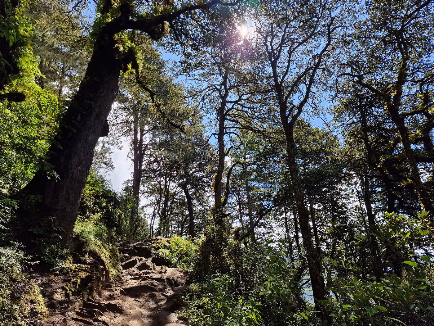 Sunlight pierces through the towering trees along the Tiger’s Nest hike, illuminating a steep, root-laced path carved through pristine Himalayan forest.