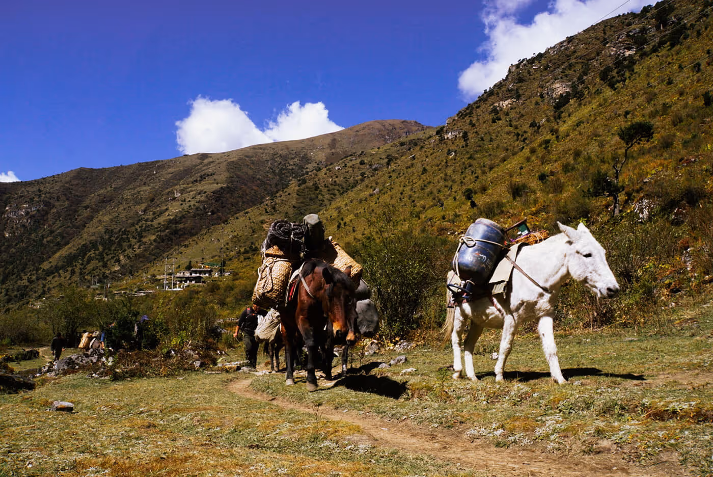Pack mules carrying supplies along a highland trail on the Jumolhari trek, backed by pristine blue skies and remote valley views.