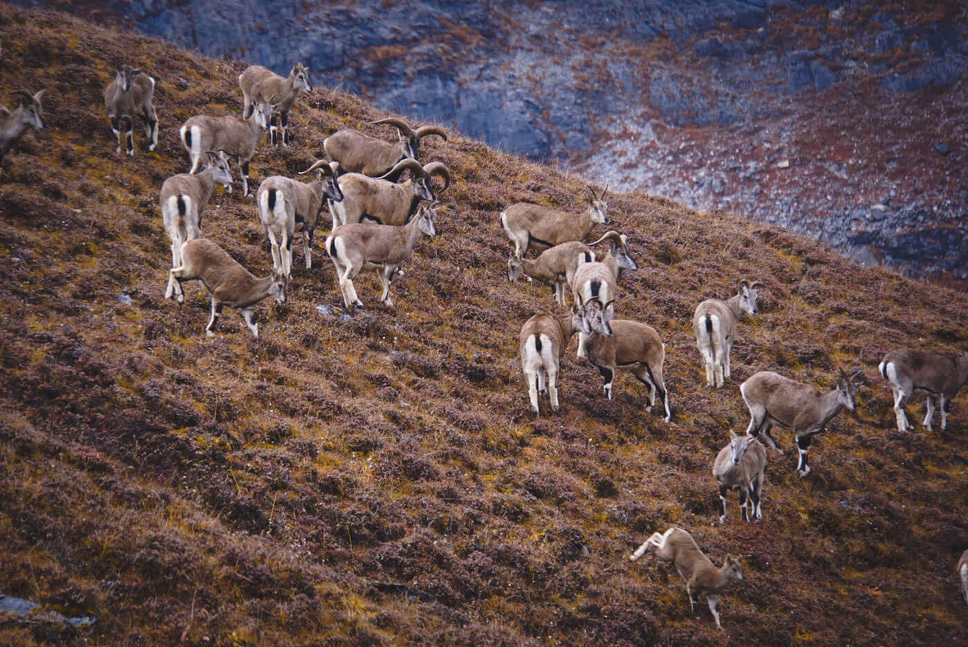 A herd of Himalayan blue sheep (bharal) grazing on a rugged slope along the Jumolhari trek, blending into Bhutan’s alpine terrain.