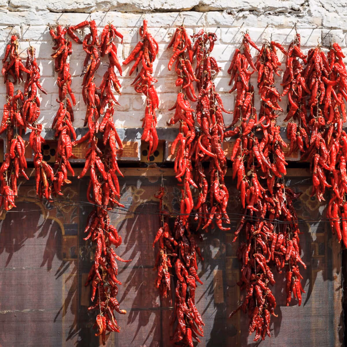 Dried red chilies hanging on a wall in Bhutan