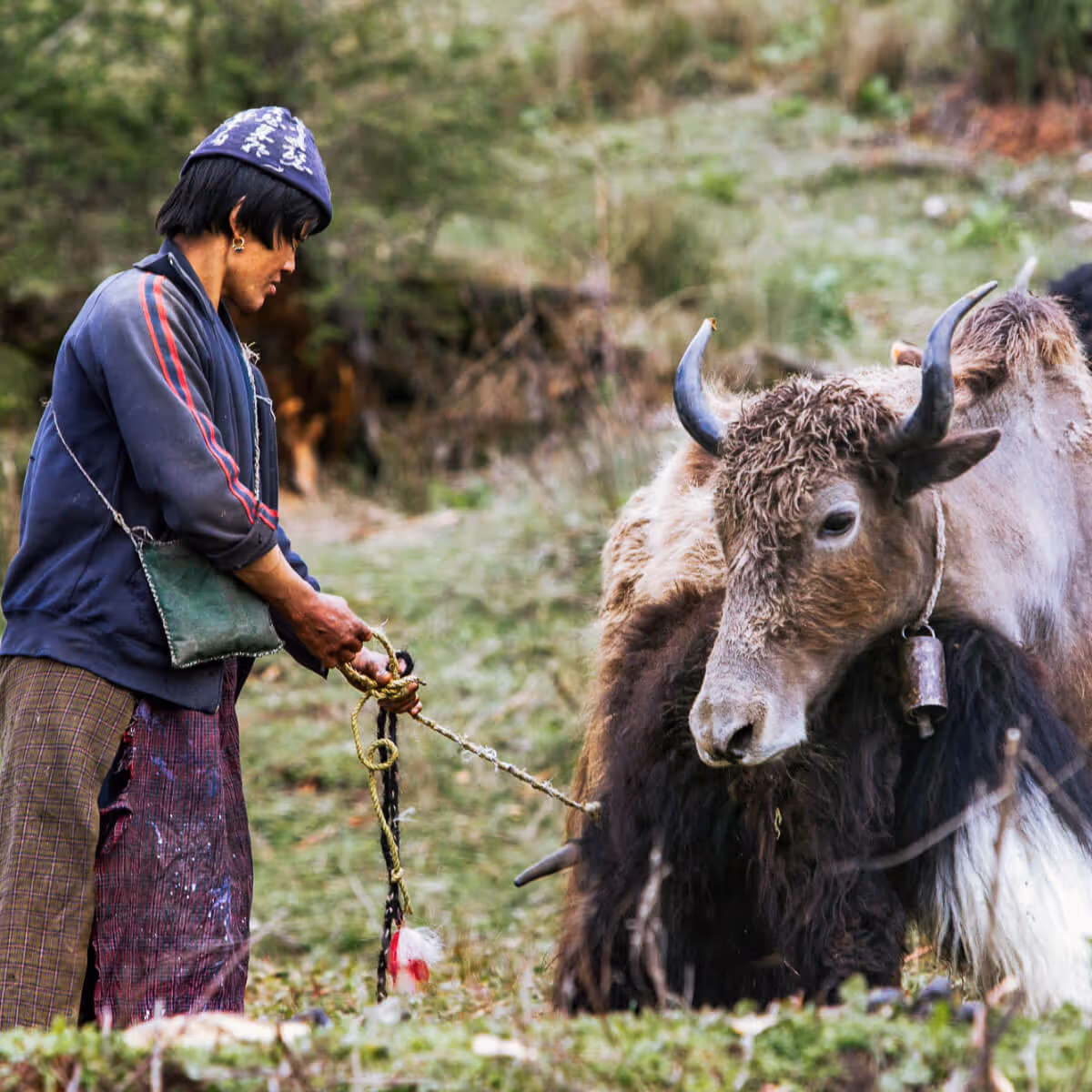 Bhutanese farmer with yak in Bumthang valley