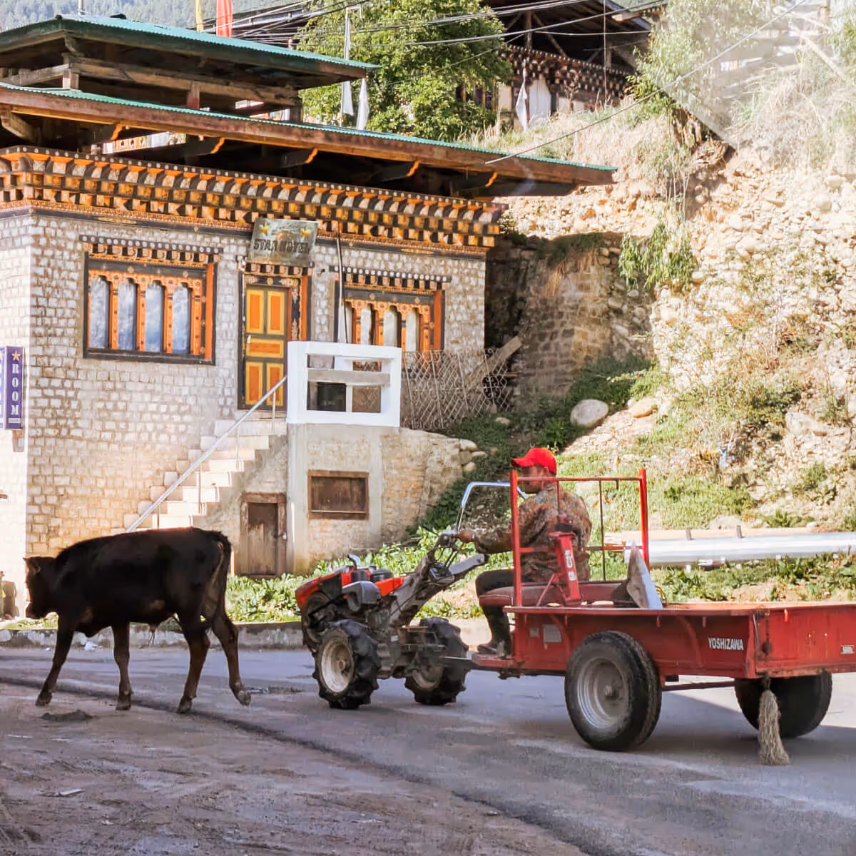 Cow and small tractor passing a traditional house in Jakar town, Bumthang.