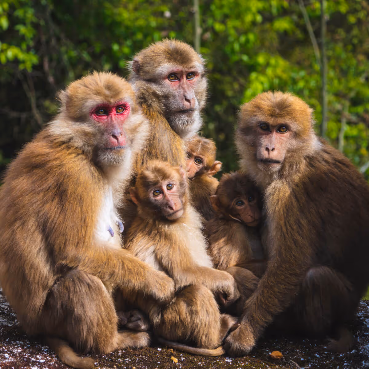 Group of Bhutanese rhesus macaques huddled together in lush forest.