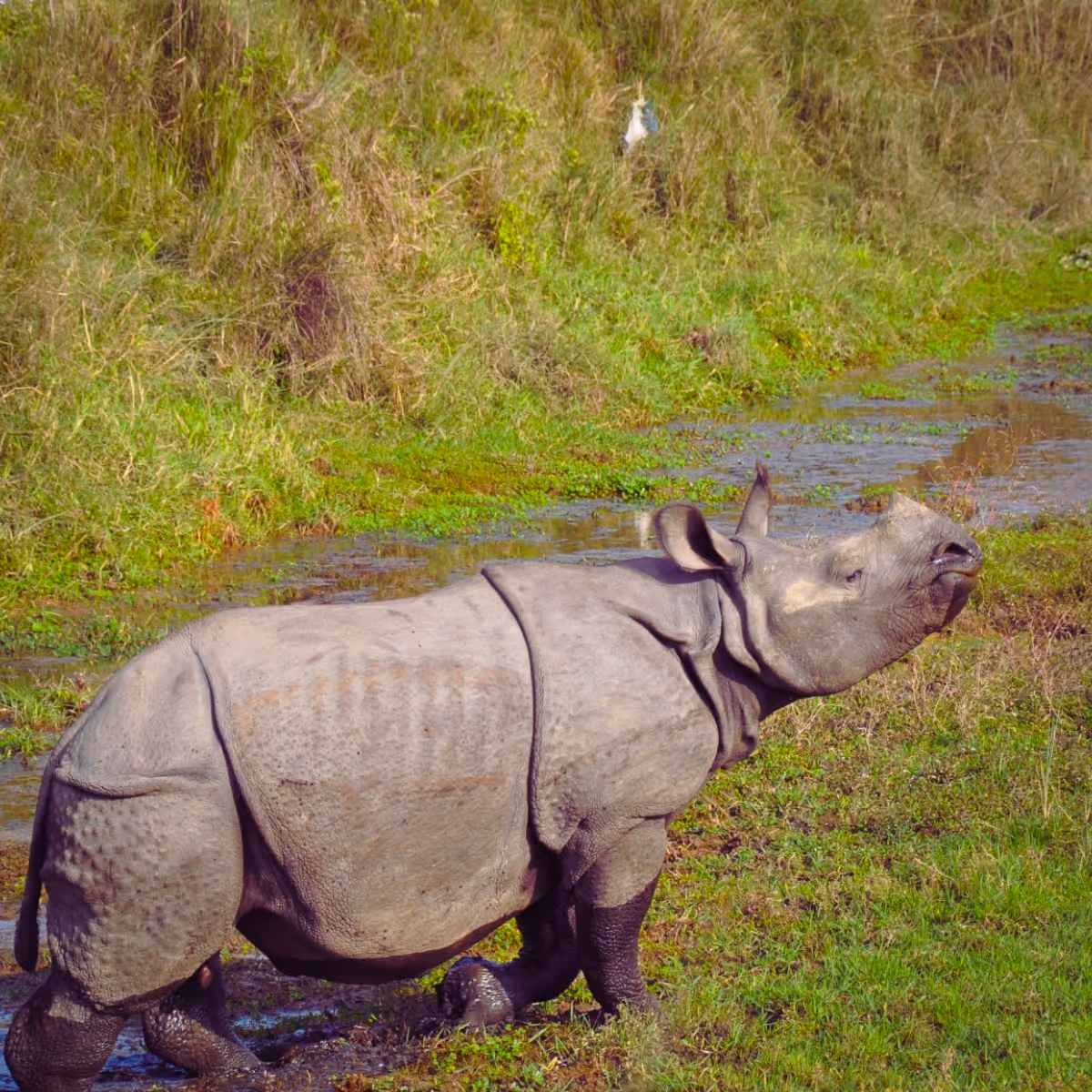 One-horned rhinoceros grazing in Chitwan National Park, Nepal