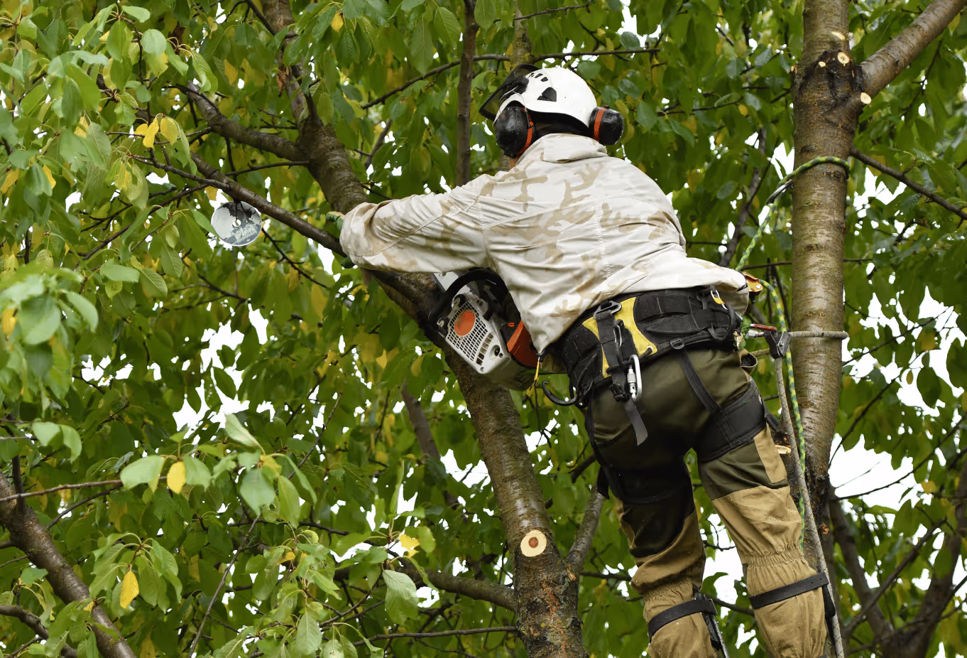 Elagage 44 pays de la loire