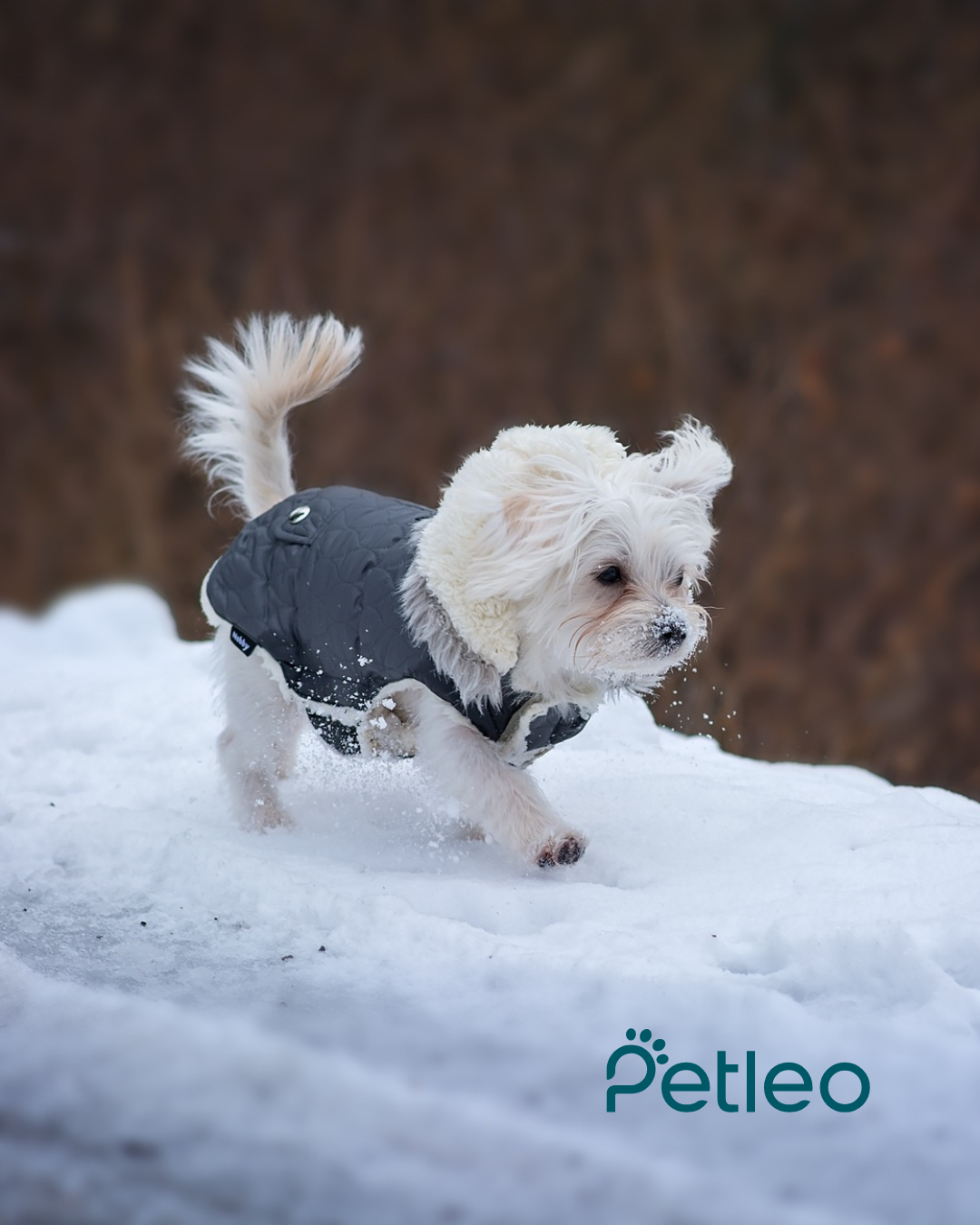 Kleiner Hund mit Winterjacke läuft durch den Schnee