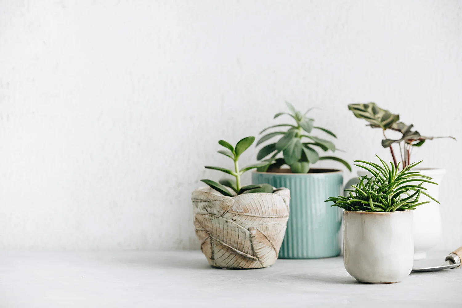 ALOE-LUJAH! The Recorded Benefits of Biophilic Design