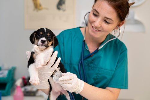 Pawsitively Effective: The Ultimate Guide to Veterinary Marketing Strategies