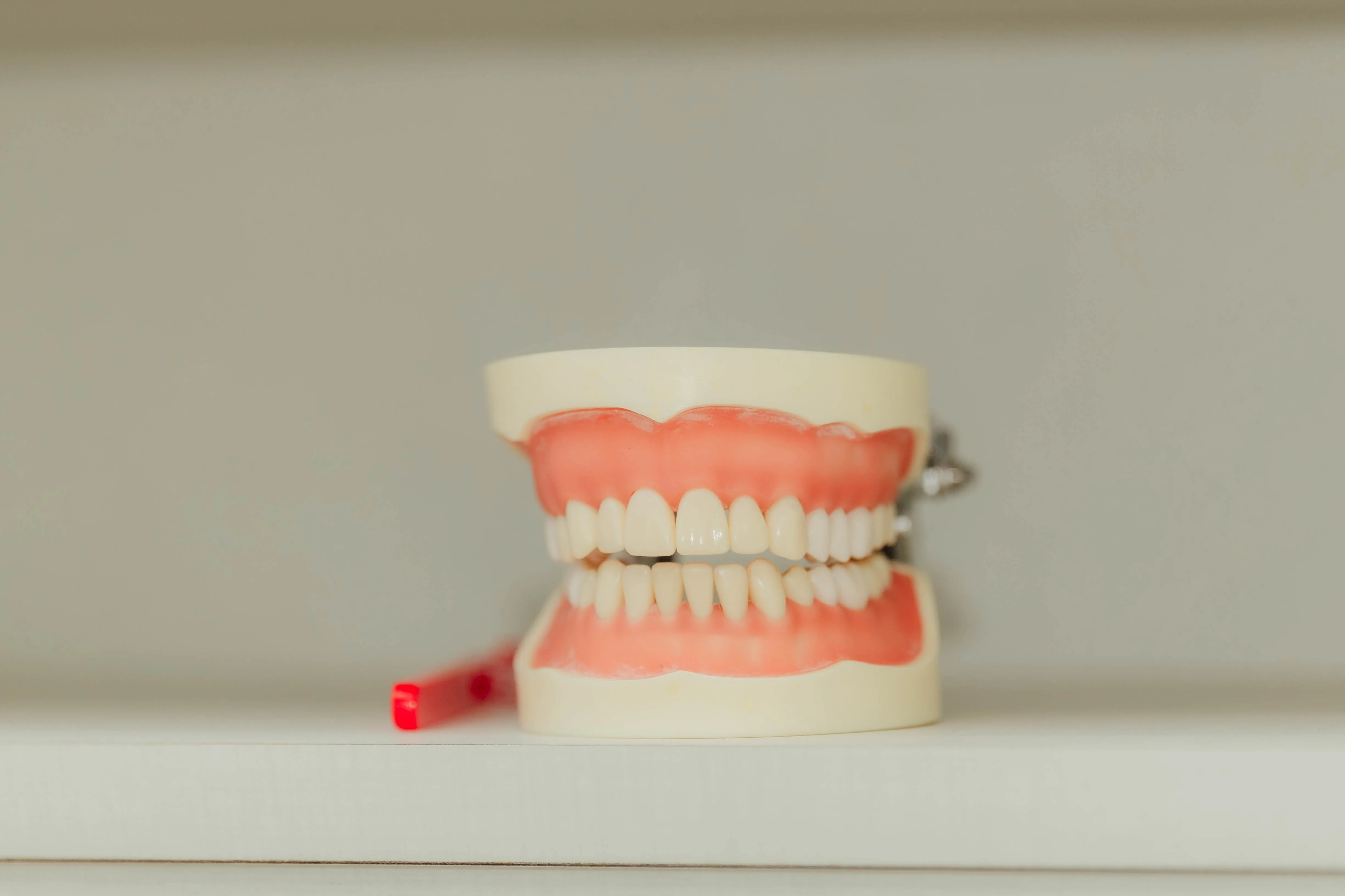 Dental model of upper and lower teeth with pink gums on a white surface and blurred red toothbrush in the background.