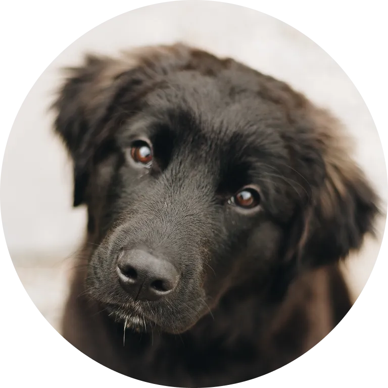 Close-up of a black dog looking curiously with soft fur and brown eyes.