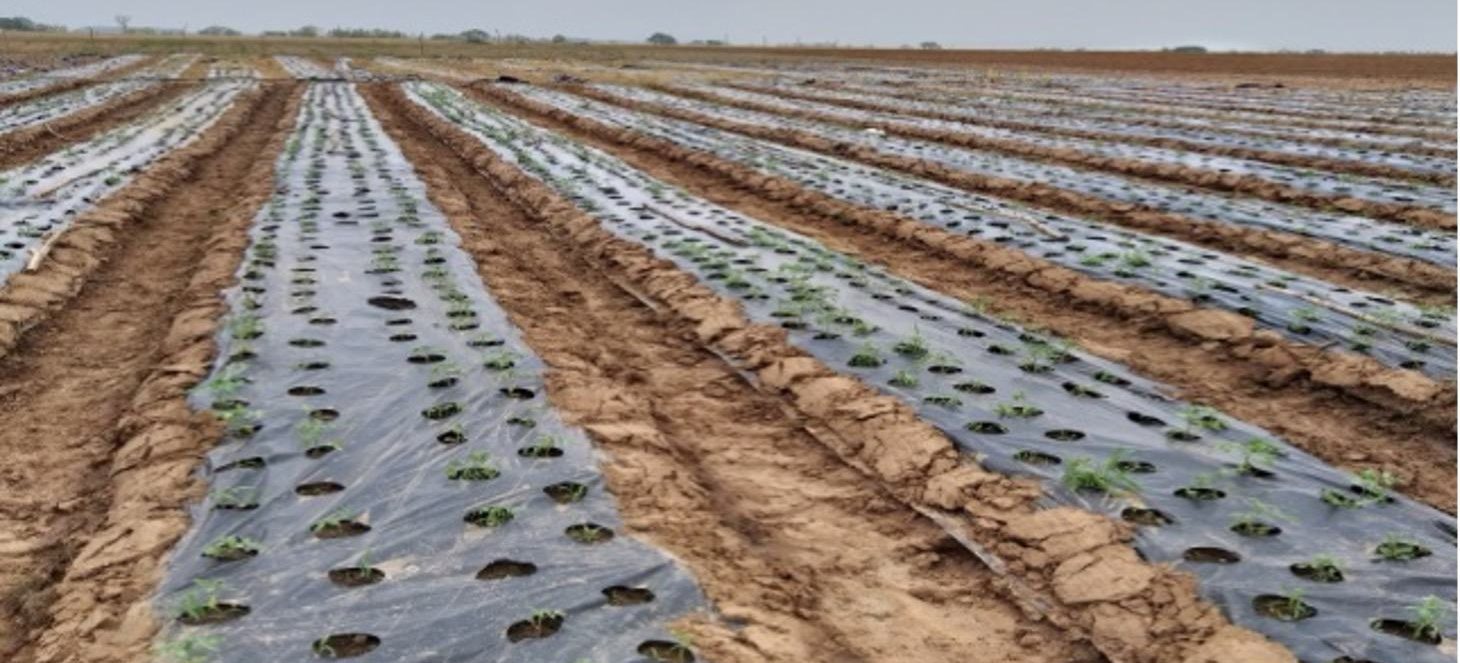 Damaged moringa root on flooded farmland