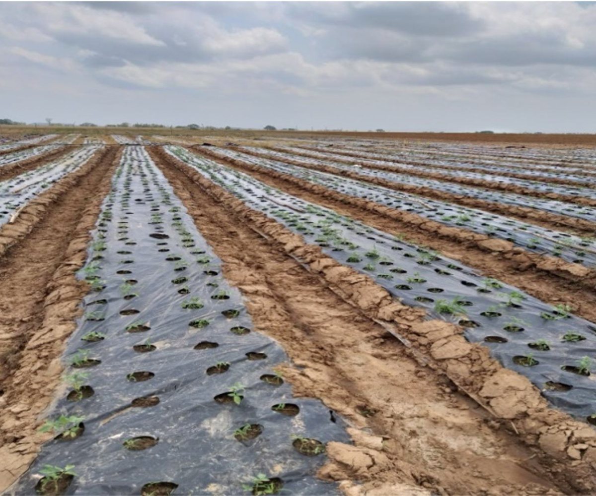 Farmland surveyed for crop damage